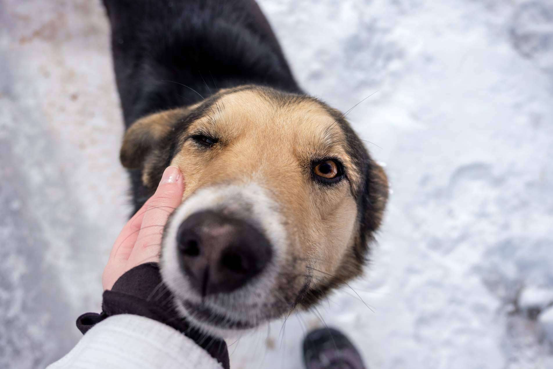Cuáles son los cuidados necesarios de los perros de cara al invierno, por LovePets