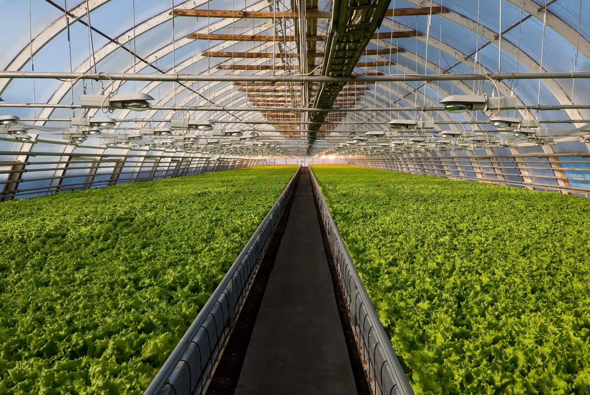 La agricultura intensiva y su importancia
