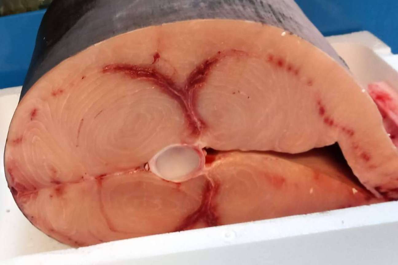 Una tienda familiar que dispone de pez espada del estrecho, Pescadería Younes Ceuta