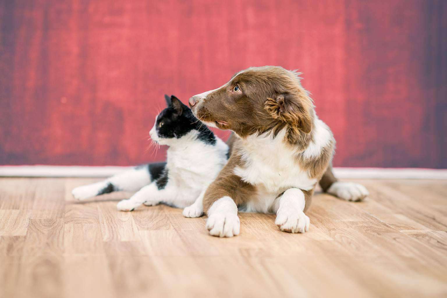 Línea Directa revoluciona el mercado con un seguro de mascotas completo y competitivo