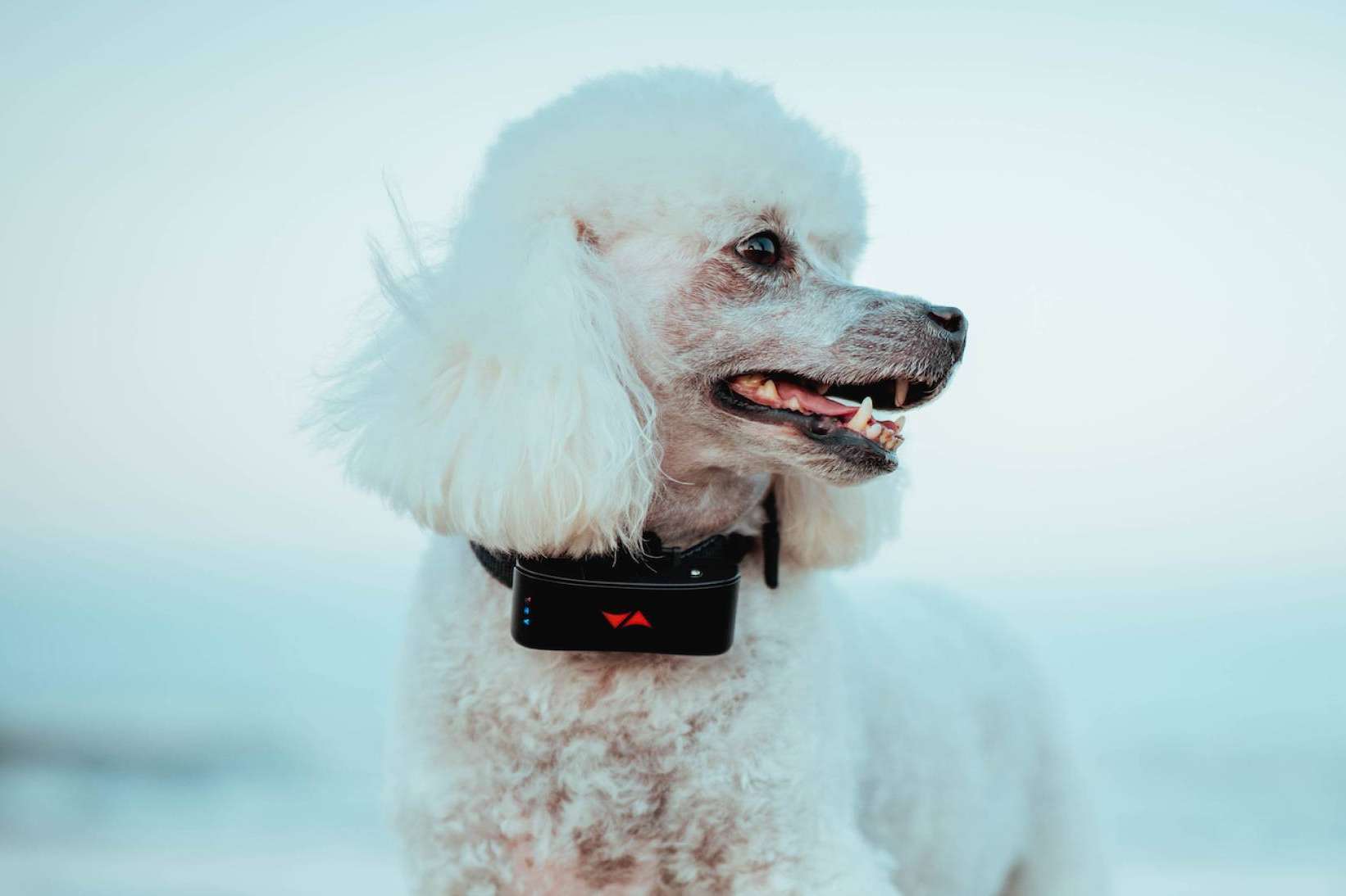 PAJ GPS propone planes y consejos para viajar con mascotas este verano