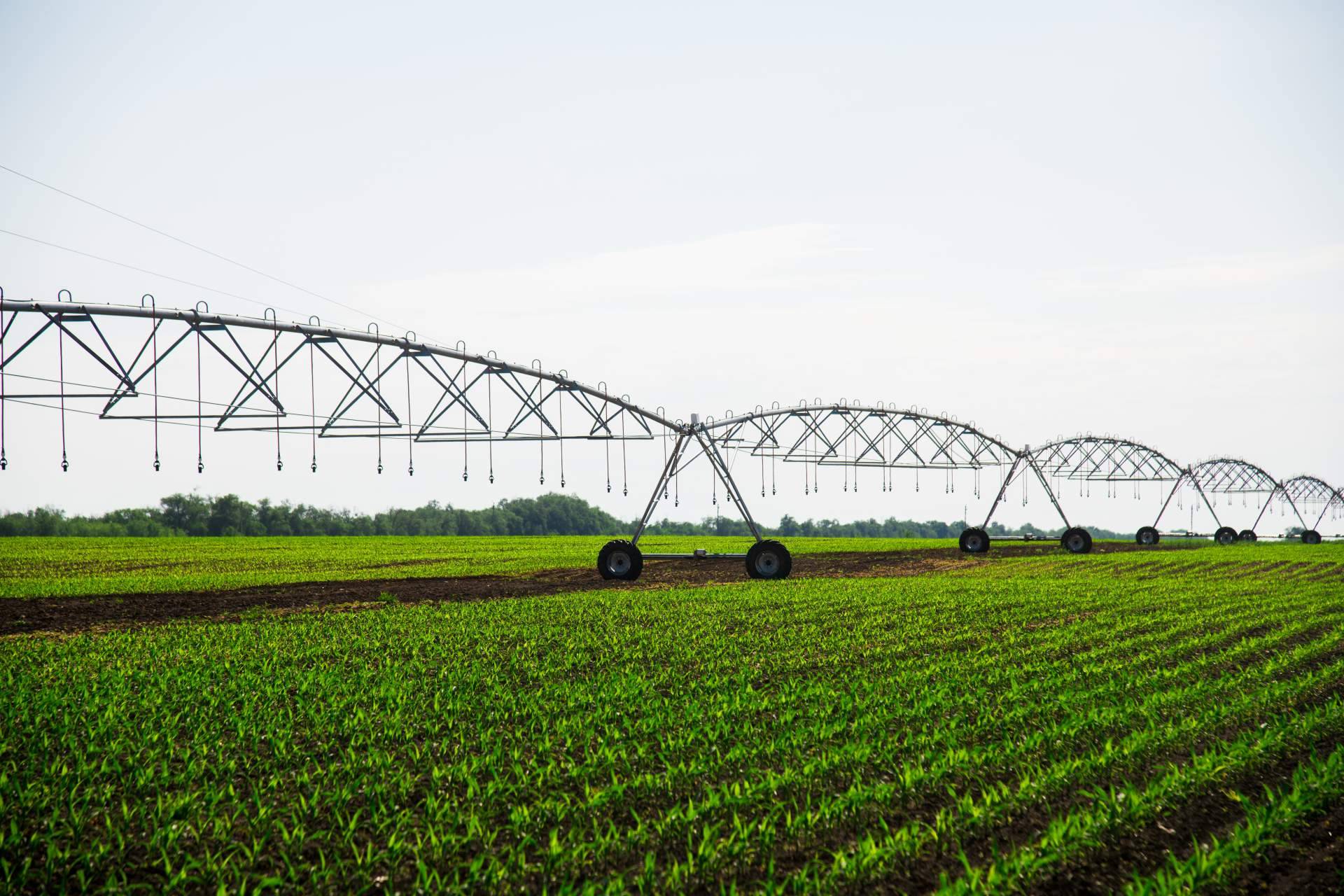 Beneficios del Humus de Lombriz; Cómo este Abono Orgánico Mejora la Salud del Suelo y Aumenta la Productividad Agrícola