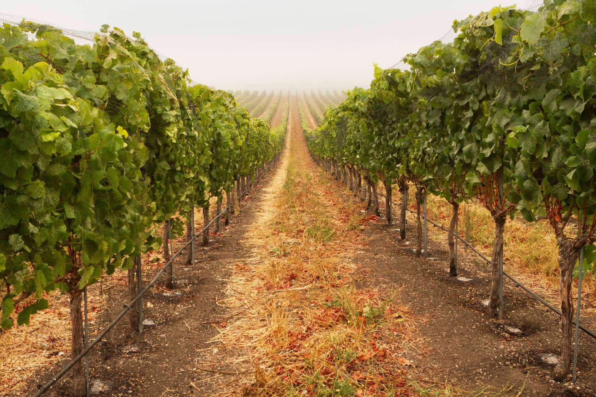 ¿Por qué comprar vinos en Petit Celler durante Black Friday?