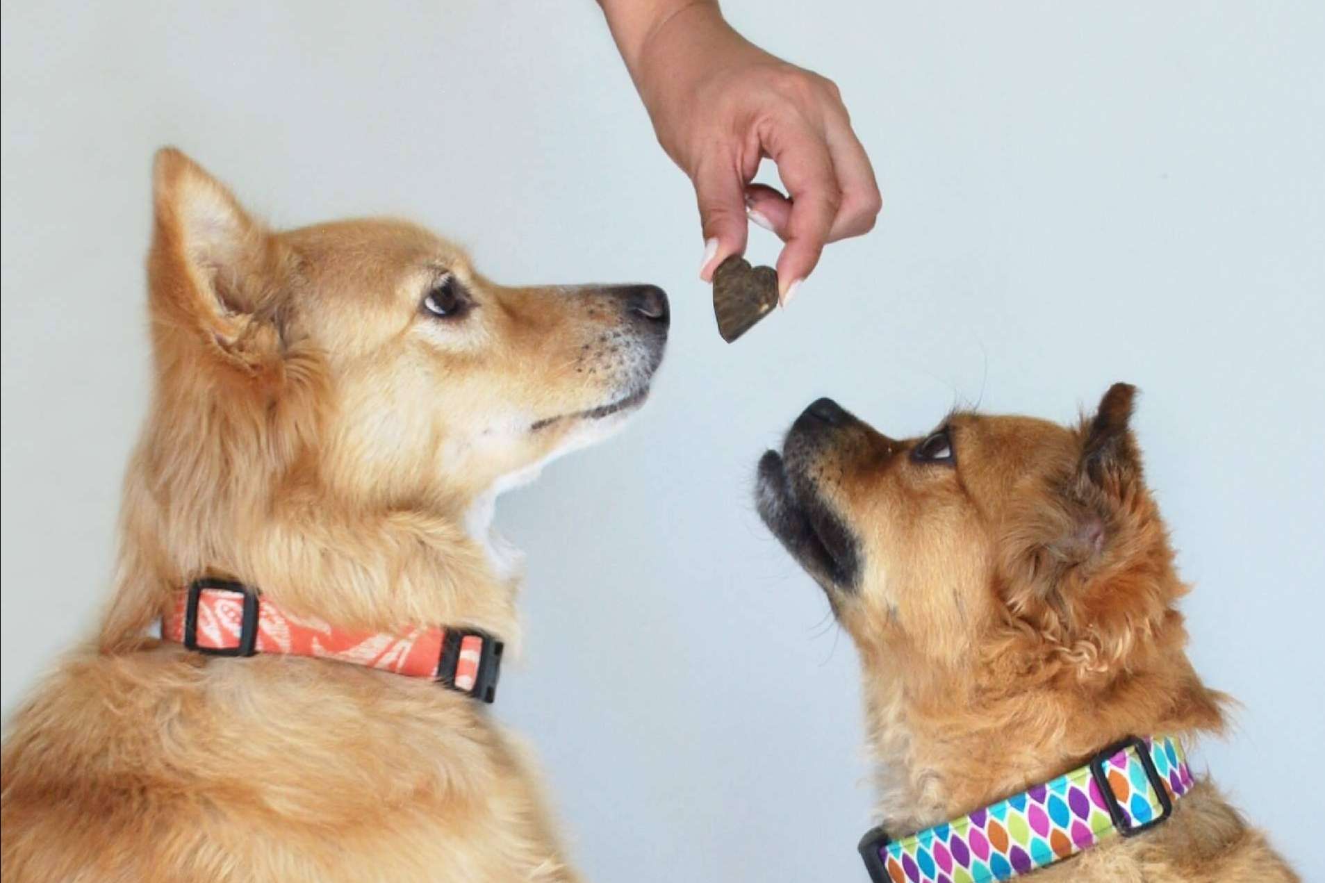 Pienso para perros a domicilio; La suscripción mensual que simplifica la vida y cuida de las mascotas