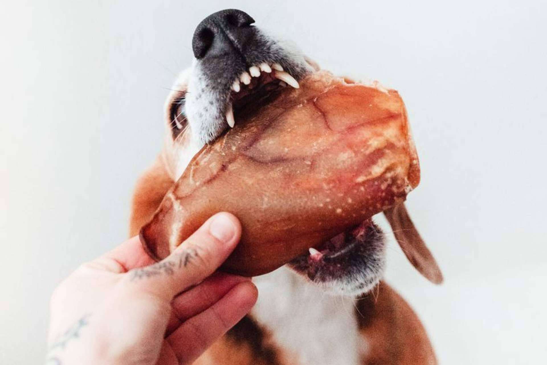 Descubrir cómo mantener una mascota feliz y saludable con snacks 100% naturales