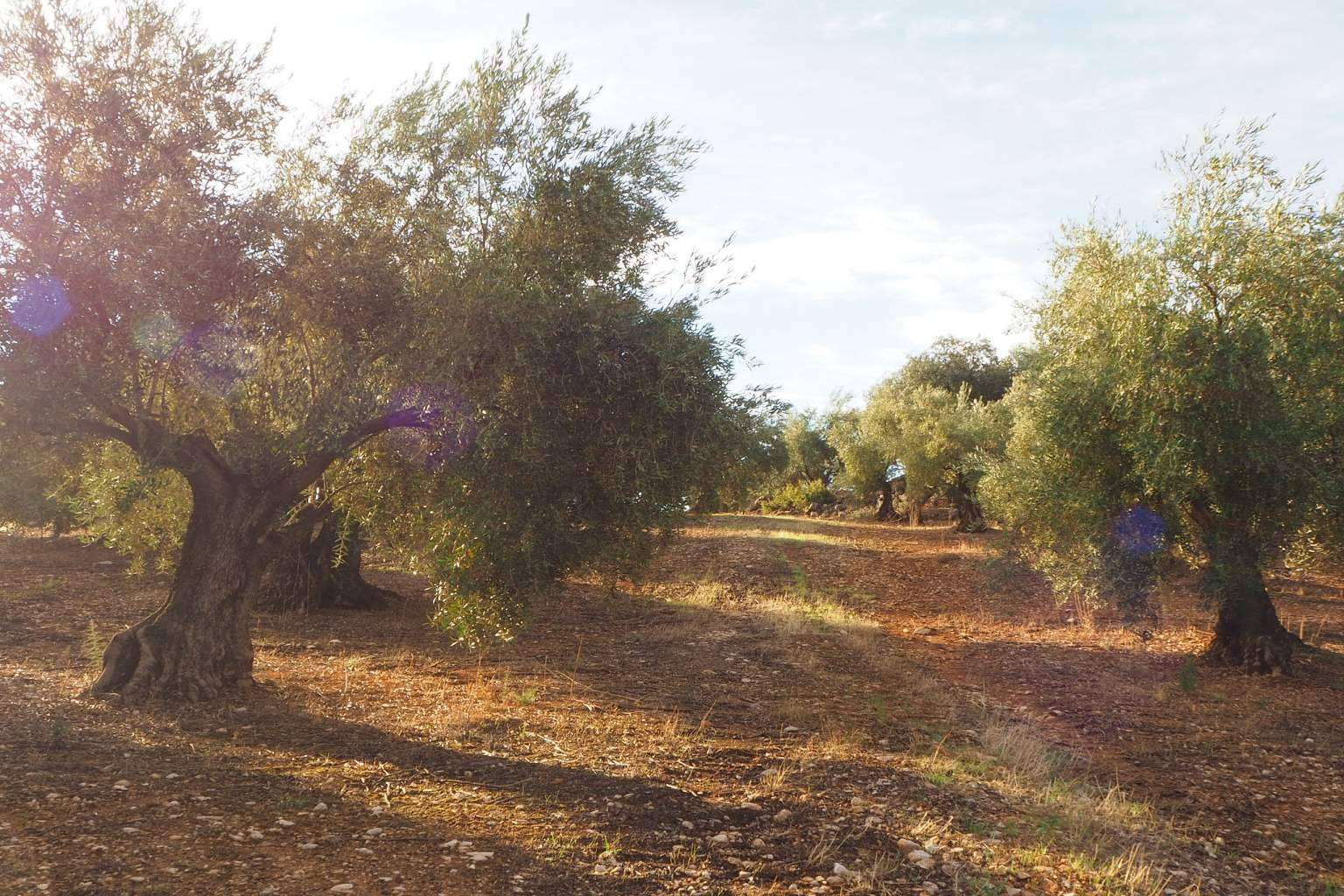 Oleum Auri; Tradición, calidad y pasión en cada gota de Aceite de Oliva Virgen Extra desde Beas del Segura
