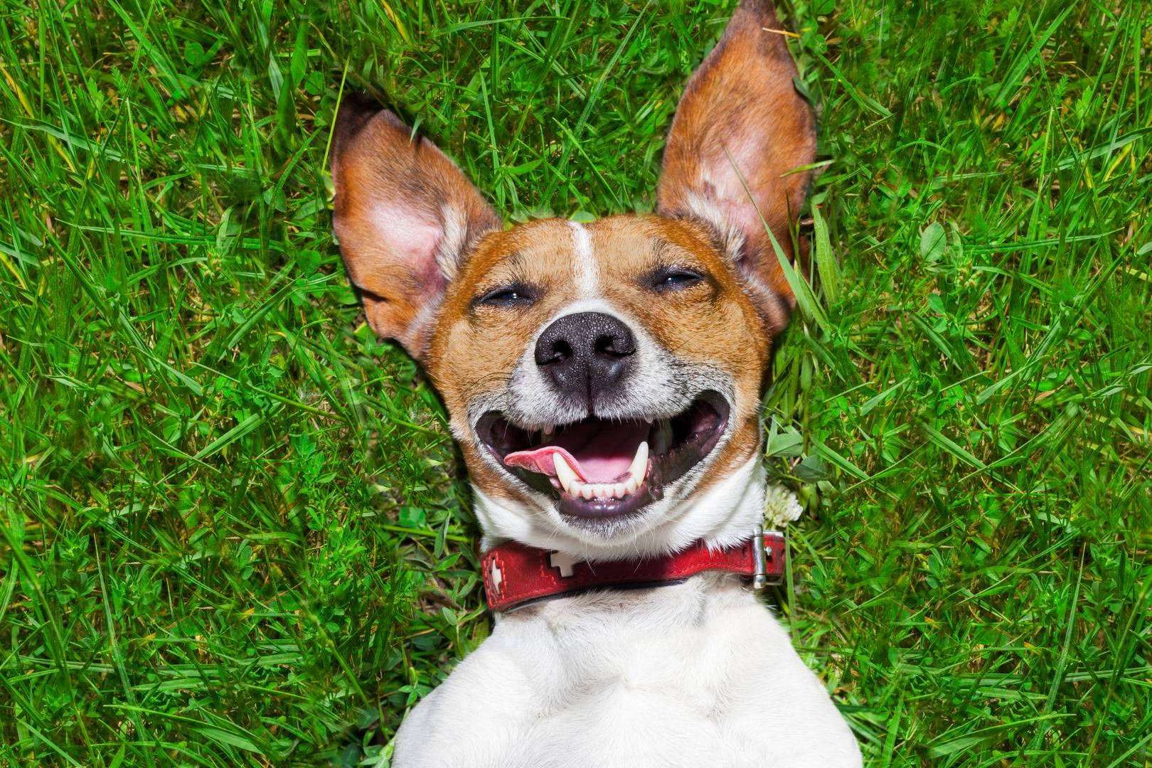 Seguro para mascotas; Proteger al mejor amigo con la mejor cobertura