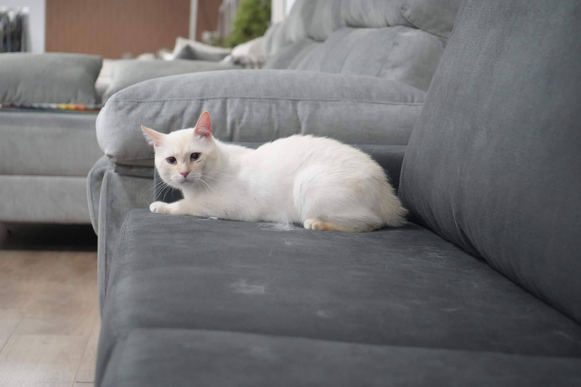 Sofás Valencia refuerza su catálogo con modelos anti arañazos adaptados a espacios con gatos