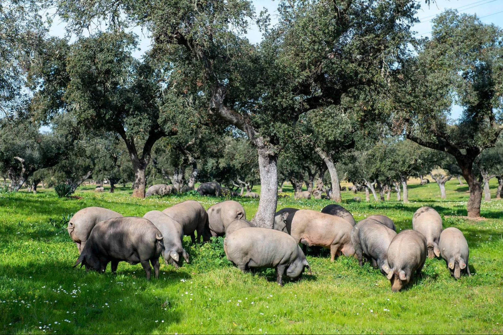 Jamón y Paleta de bellota 100% ibéricos; uno de los mejores precios y disponibilidad si se compran antes de diciembre