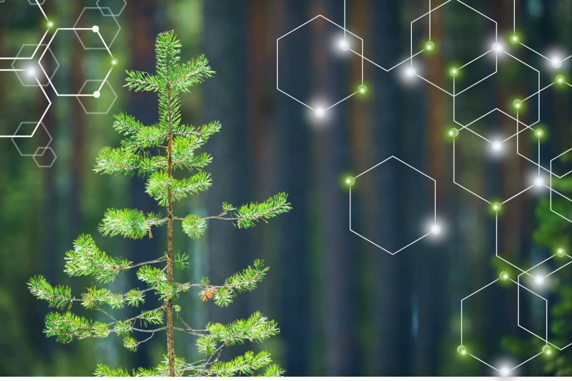El impulso tecnológico de CO2 GESTIÓN para transformar el sector forestal