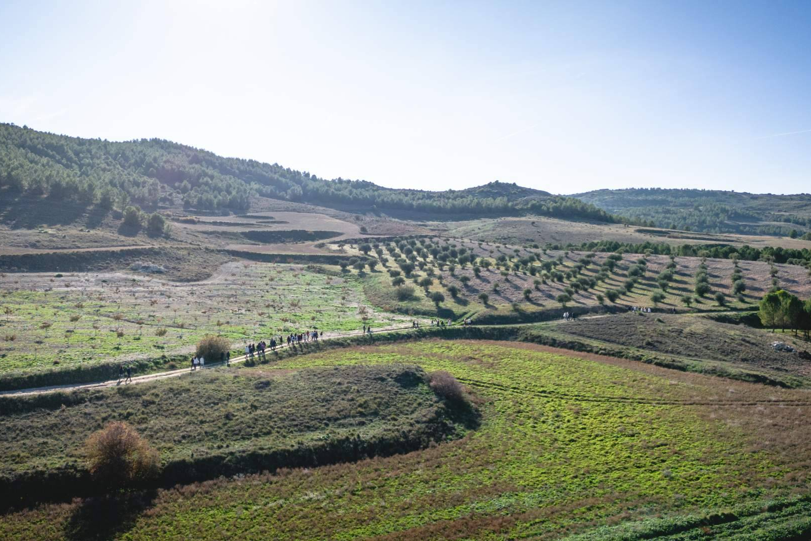 La reforestación como motor económico en zonas rurales afectadas por la despoblación