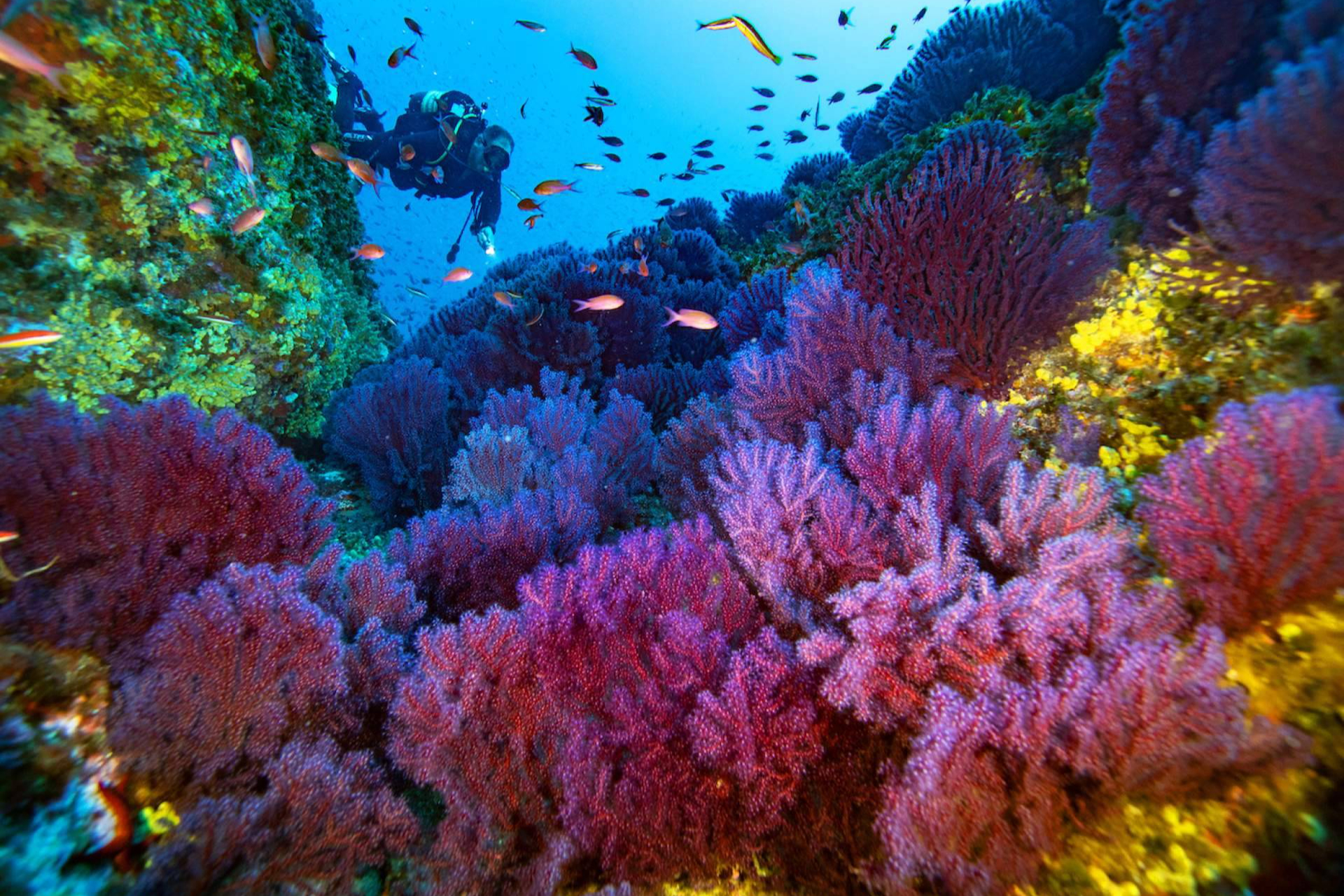 Más de 50.000 plantas de posidonia y un impacto educativo récord en 2025