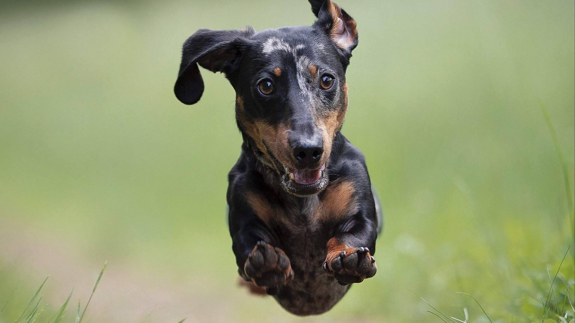 La salud intestinal se consolida como una de las claves del bienestar canino; así nace Livopets
