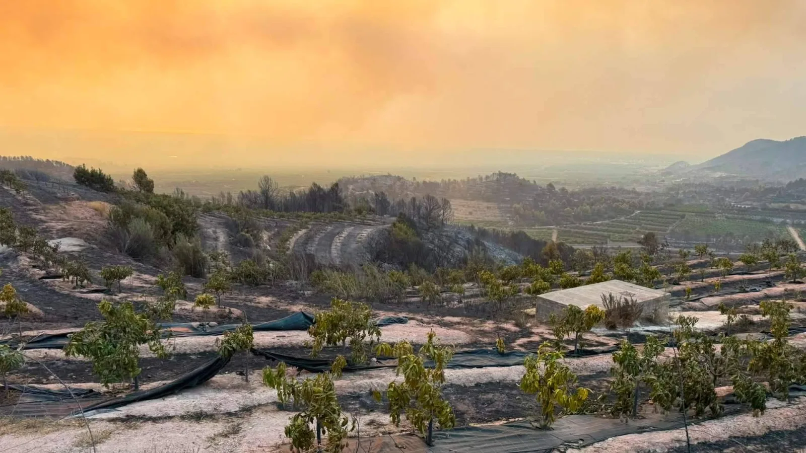 El incendio de Sierra de Espadán arrasa miles de árboles de Peña Alta y nace un plan para replantarlos
